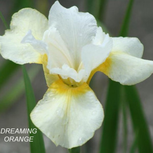 Саженцы Ирис сибирский Дриминг Оранж (Dreaming Orange)