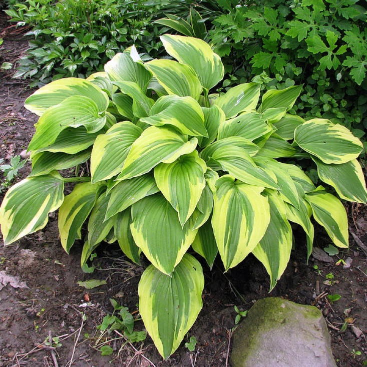 Комплект 5шт / Хоста Антиох (Hosta Antioch) - изысканный выбор для сада Комплект 5шт / Хоста Антиох (Hosta Antioch) - изысканный выбор для сада