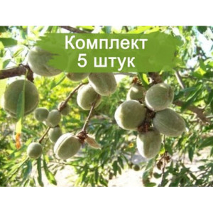 Саженцы Комплект 5шт / Миндаль Виктория