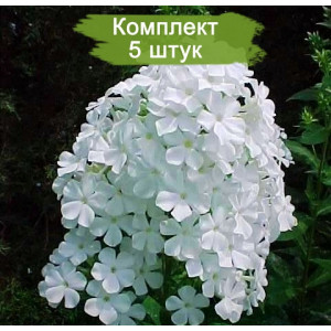 Комплект 5шт / Флокс Вайт Адмирал ( White Admiral) Комплект 5шт / Флокс Вайт Адмирал ( White Admiral)