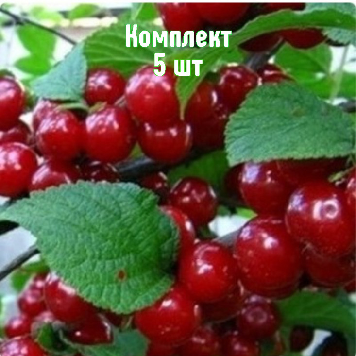 Комплект 5шт / Вишня войлочная Океанская вировская Комплект 5шт / Вишня войлочная Океанская вировская